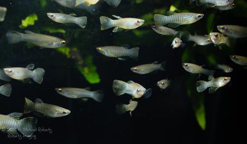 Aplocheilichthys spilauchen "Majidun" - Orange Eyes!