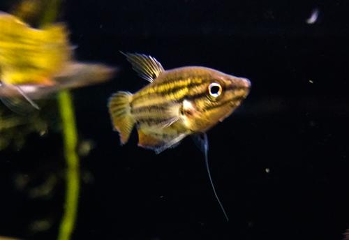 Croaking Gourami