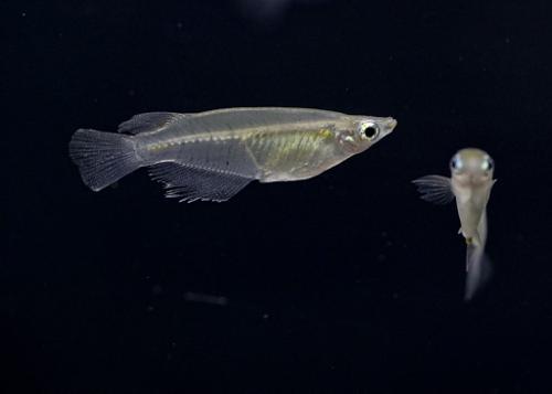 Indian Rice Fish