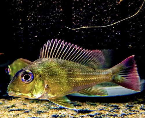 Geophagus winemilleri