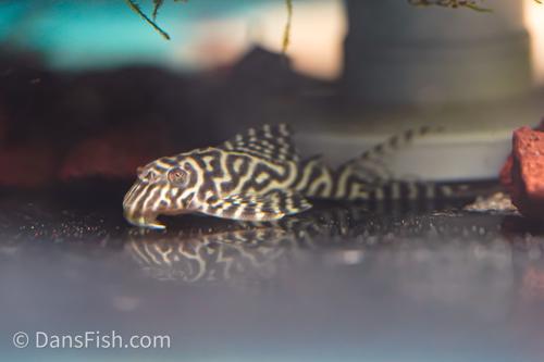 L066 King Tiger Pleco