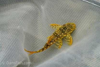 L014 Sunshine Pleco