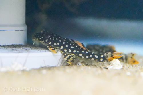 L014 Sunshine Pleco