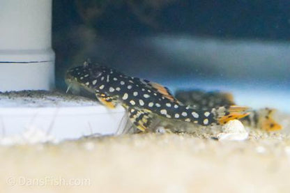 L014 Sunshine Pleco