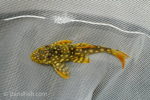 L014 Sunshine Pleco