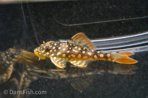 L014 Sunshine Pleco