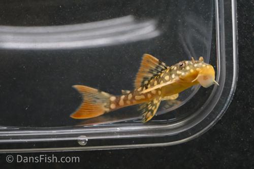 L014 Sunshine Pleco