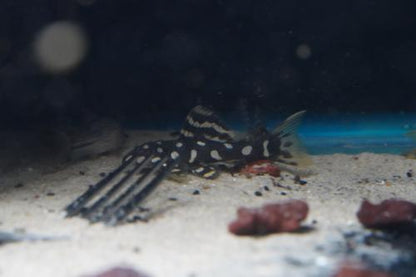 L082 Opal Spot Pleco