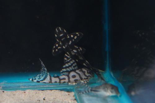 L082 Opal Spot Pleco