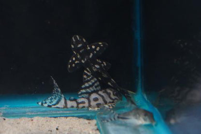 L082 Opal Spot Pleco