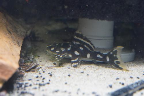 L082 Opal Spot Pleco