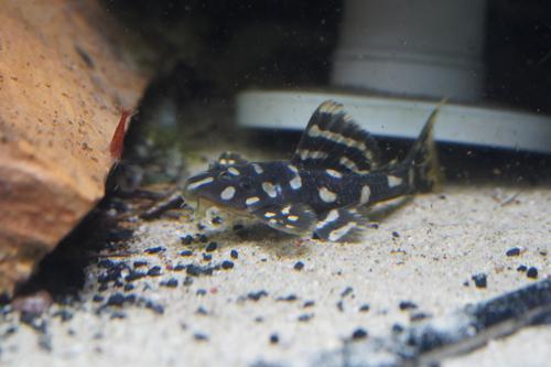 L082 Opal Spot Pleco