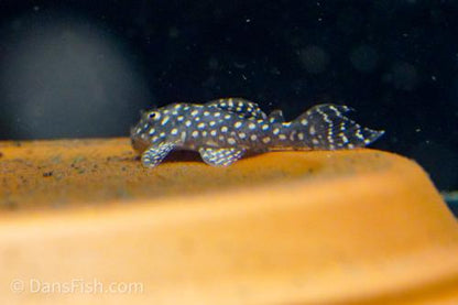 L136b Demini Angelicus Pleco