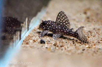 L136b Demini Angelicus Pleco