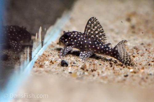 L136b Demini Angelicus Pleco