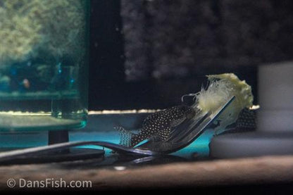 L136b Demini Angelicus Pleco