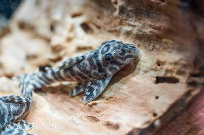 L173B Zebra Pleco