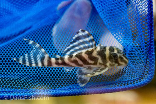 L173B Zebra Pleco