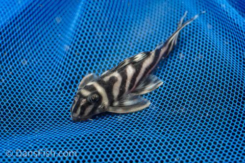 L173 Pleco