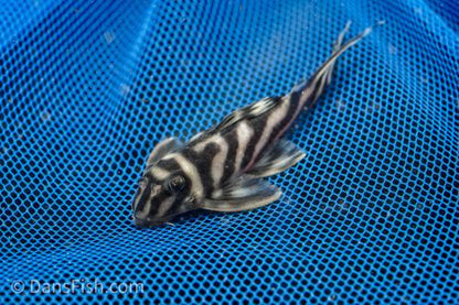 L173 Pleco