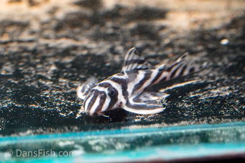 L173 Pleco