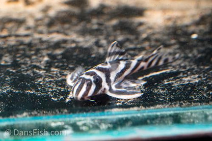L173 Pleco