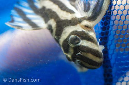 L173 Pleco