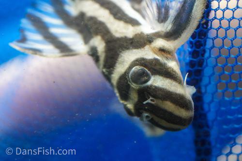 L173 Pleco