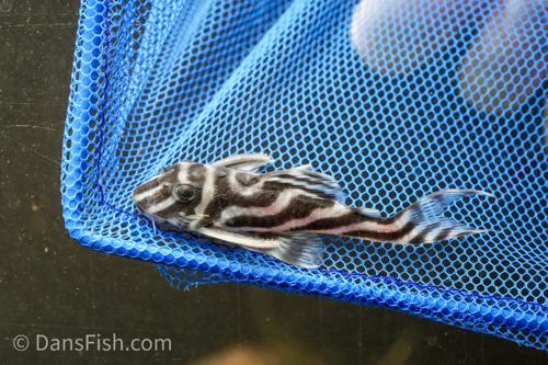 L173 Pleco