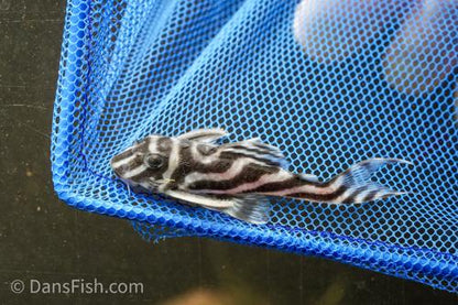 L173 Pleco
