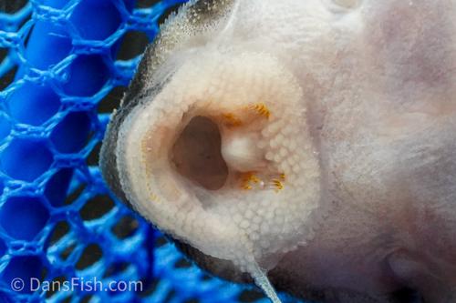 L173 Pleco