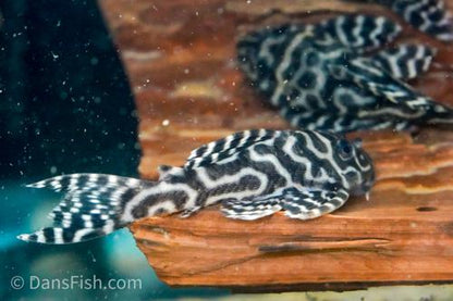L236 Pleco RB Line