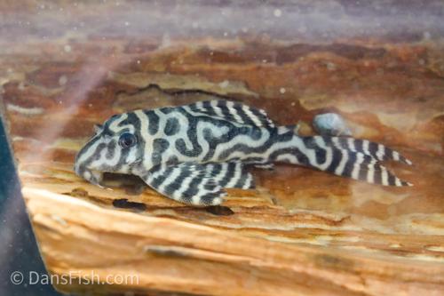L236 Pleco RB Line