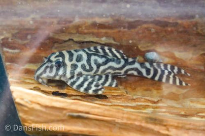 L236 Pleco RB Line