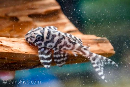 L236 Pleco RB Line