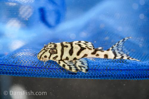L236 Super White Pleco RB Line - The Holy Grail!