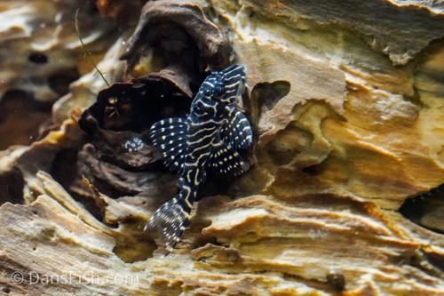 L260 Queen Arabesque Pleco