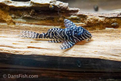 L260 Queen Arabesque Pleco