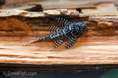 L260 Queen Arabesque Pleco