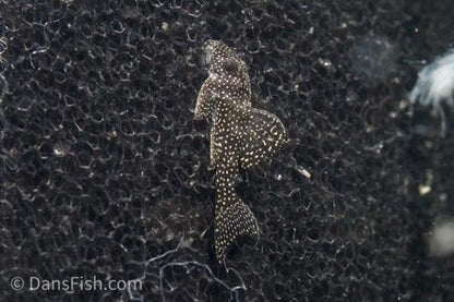 L262 Stardust Pleco