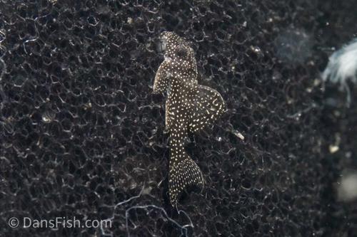 L262 Stardust Pleco
