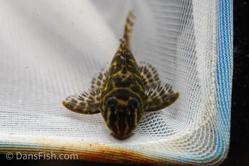 L270 Chocolate Zebra Pleco