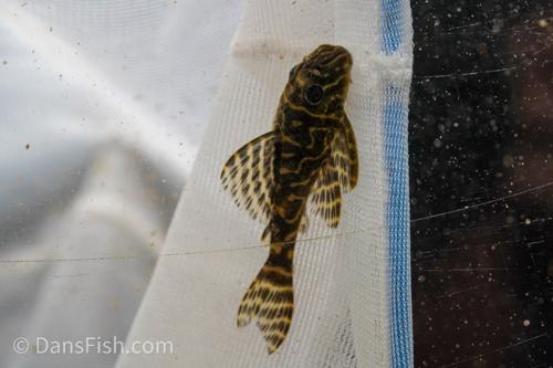L270 Chocolate Zebra Pleco