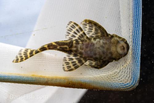 L270 Chocolate Zebra Pleco