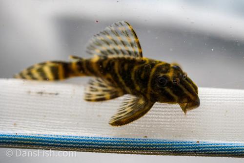 L270 Chocolate Zebra Pleco