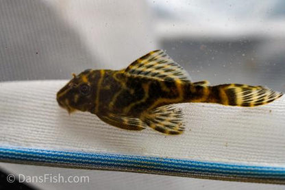 L270 Chocolate Zebra Pleco