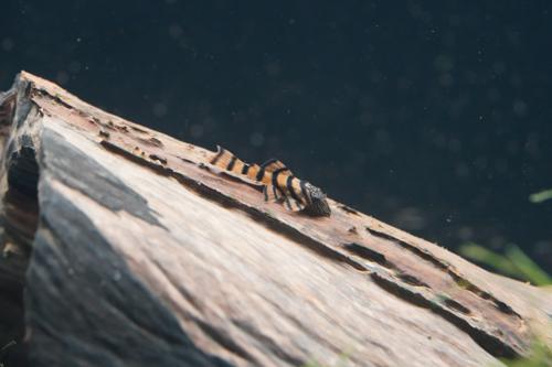 L397 Alenquer Tiger Pleco