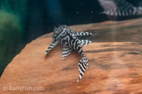 L400 Pleco