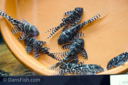 L400 Pleco