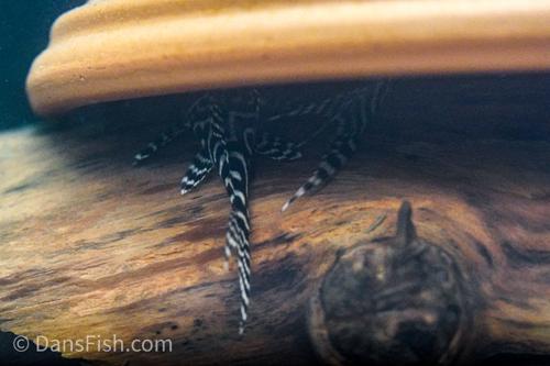 L400 Pleco